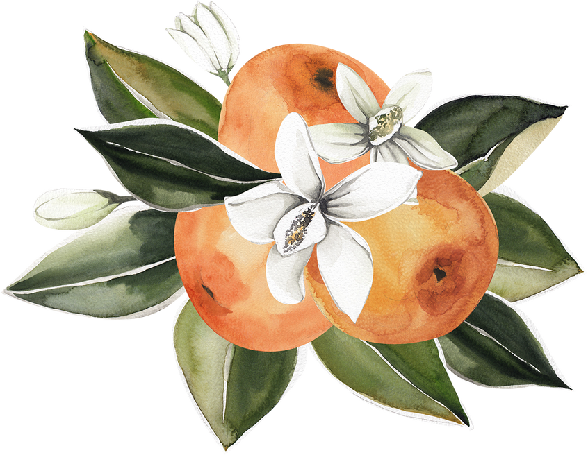 Orange blossom watercolor bouquet illustration