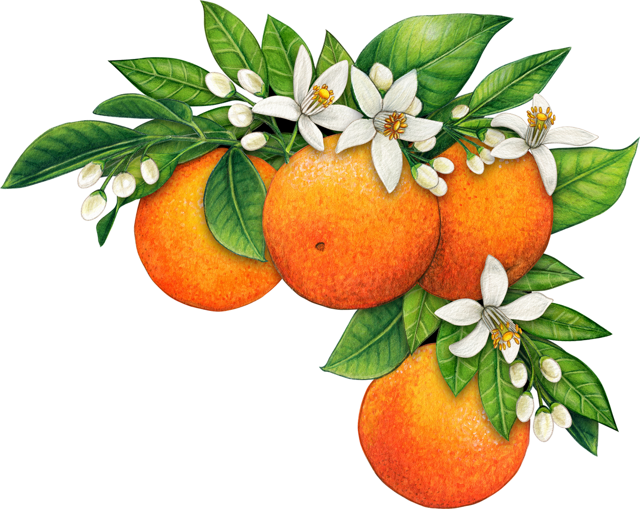 watercolor hand drawn realistic oranges and orange flowers
